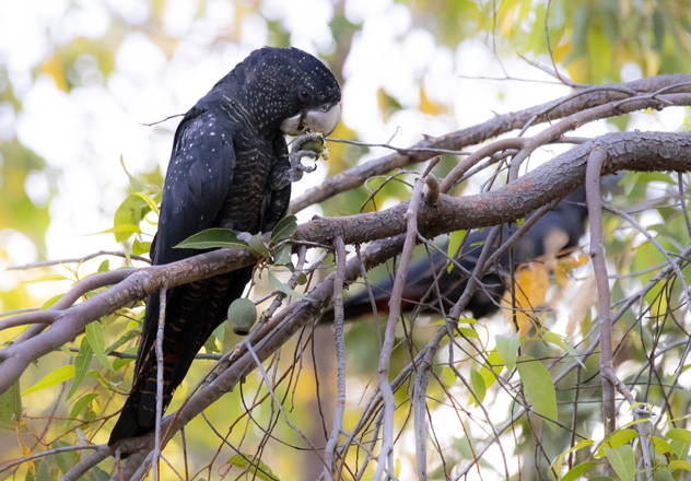 A Red-tailed Black Cockatoo (Calyptorhynchus banksii) photographed on Karakamia Wildlife Sanctuary, Western Australia, uses its feet to hold a seed capsule while the strong beak and flexible tongue extract the seeds inside.